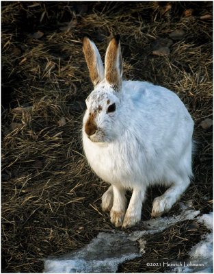KP28451-Hare.jpg