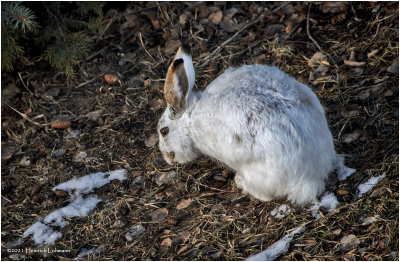 KP28458-Hare.jpg