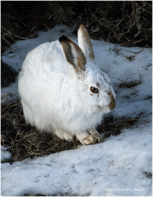 KP28485-Hare.jpg