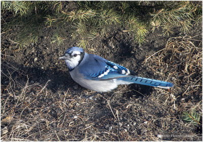 KP28492-Blue Jay.jpg