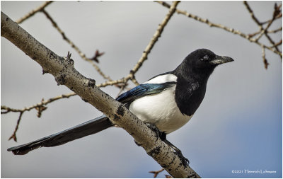 K422649-Black-billed Magpie.jpg