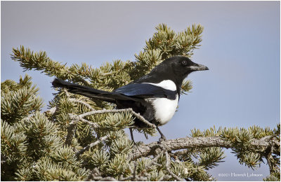K422679-Black-billed Magpie.jpg