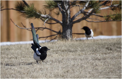 K422737-Black-billed Magpie.jpg