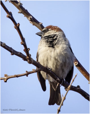 K422795-House Sparrow-male.jpg