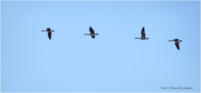 DSC4123-Canada Geese.jpg