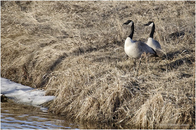 K422824-Canada Geese.jpg