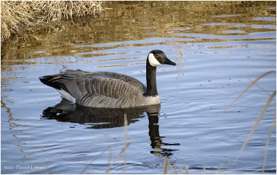 K422863-Canada Goose.jpg