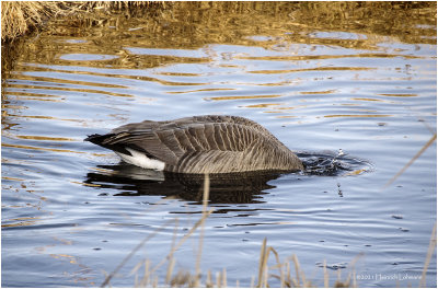 K422865-Canada Goose.jpg