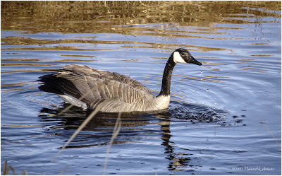 K422867-Canada Goose.jpg