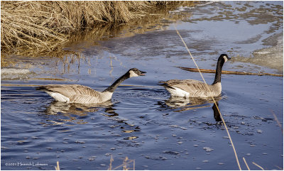 K422873-Canada Geese.jpg