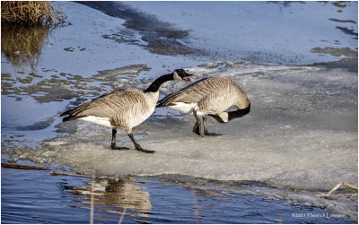 K422879-Canada Geese.jpg