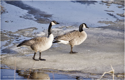 K422886-Canada Geese.jpg