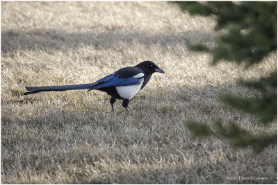K422904-Black-billed Magpie.jpg