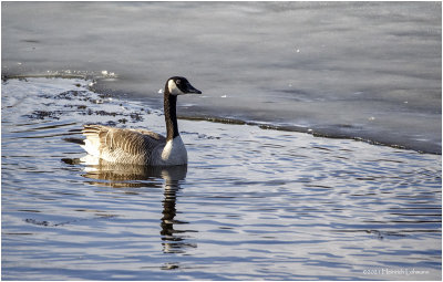 K422912-Canada Goose.jpg