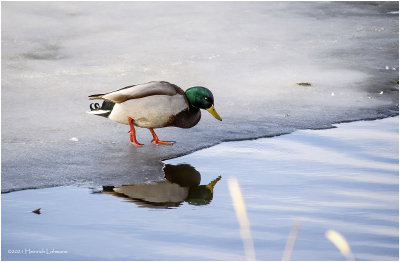 K422929_Mallard-male.jpg