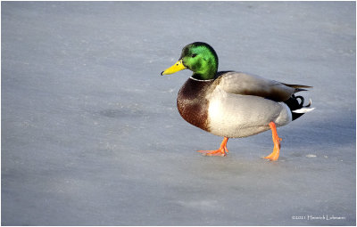 K422978-Mallard-male.jpg