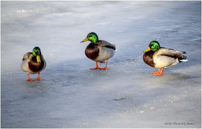 K422984-Mallard Drakes.jpg