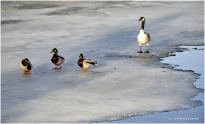 K422993-Mallards and Canada Goose.jpg