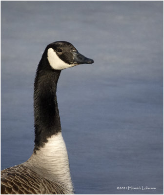 K423000-Canada Goose.jpg