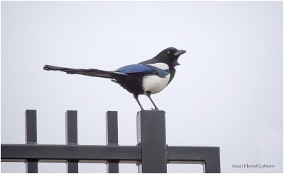 K423030-Black-billed Magpie.jpg