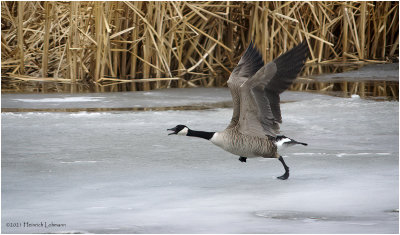 K423206-Canada Goose.jpg