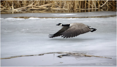 K423207-Canada Goose.jpg