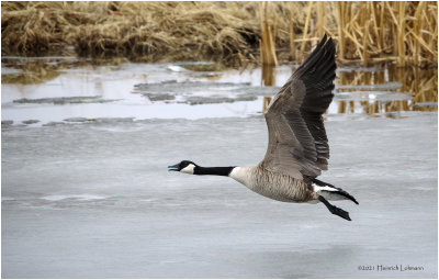 K423211-Canada Goose.jpg