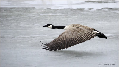 K423212-Canada Goose.jpg