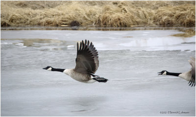 K423213-Canada Geese.jpg