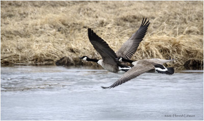 K423215-Canada Geese.jpg