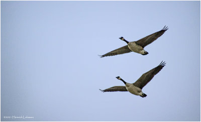 K423226-Canada Geese.jpg