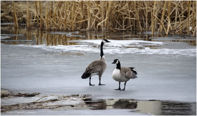 K423039-Canada Geese.jpg