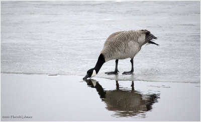 K423072-Canada Goose.jpg