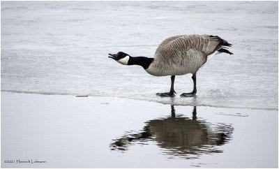 K423071-Canada Goose.jpg