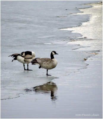 K423141-Canada Geese.jpg