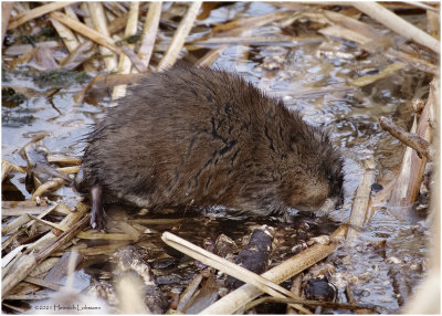 K423420-Muskrat.jpg