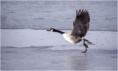 K423251-Canada Goose.jpg