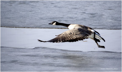 K423253-Canada Goose.jpg