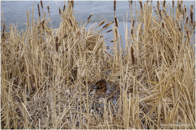 K423413-Muskrat.jpg