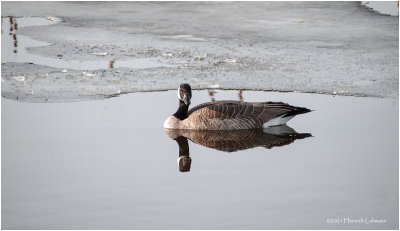 K423277-Canada Goose.jpg