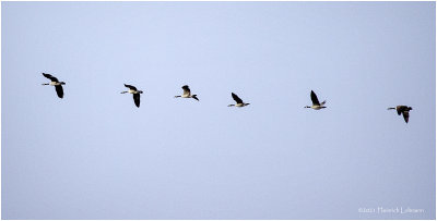 K423359-Canada Geese.jpg
