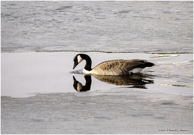 K423368-Canada Goose.jpg