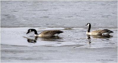 K423377-Canada Geese.jpg