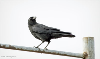 KP28642-American Crow.jpg