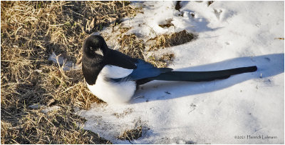 KP28667-Black-billed Magpie.jpg