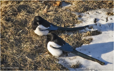 KP28696-Black-billed Magpie pair.jpg