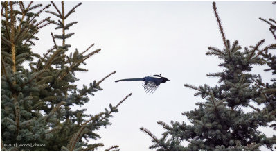 DSC4352-Black-billed Magpie.jpg