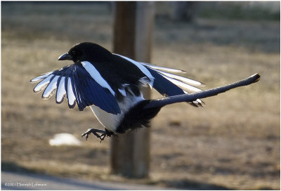 DSC4516-Black-billed Magpie.jpg