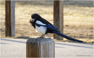 DSC4534-Black-billed Magpie.jpg