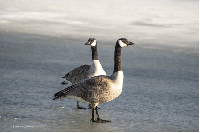 KP28749-Canada Geese.jpg